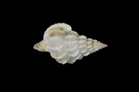 藏品(中華峨螺)的圖片